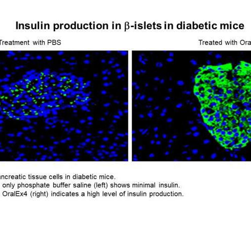 Fatty acid in triglycerides proves an effective platform for biological drug delivery