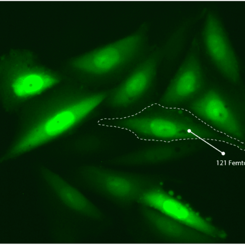 Deliver any compound into any adherent cell – easy and precise solution for your drug assay