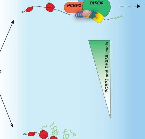 Researchers determine how the p53 protein can lead cancer cells to their death