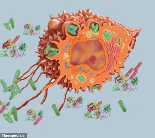 US biotech firm says its pneumonia treatment could help save the lives of coronavirus patients by ‘cleaning up’ killer lung inflammation