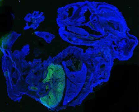 Scientists generate millions of naïve human pluripotent stem cells, far more than have ever been produced