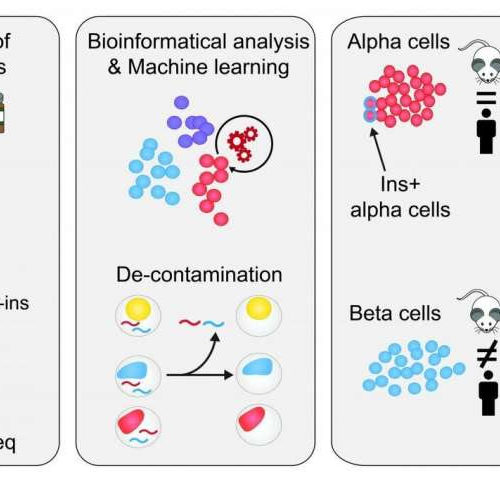 Single-cell RNA seq developed to accurately quantify cell-specific drug effects in pancreatic islets