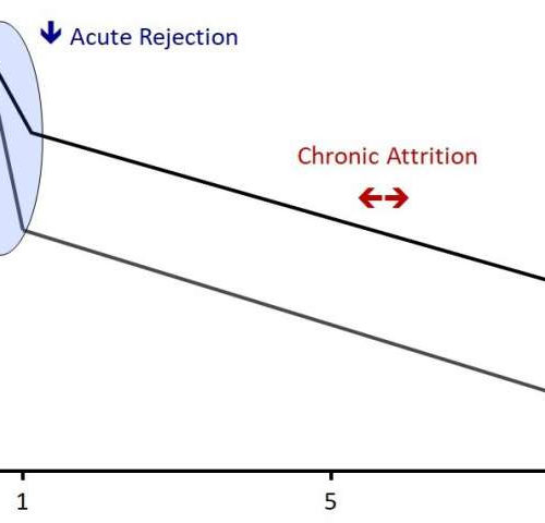 Immune system discovery could end chronic organ rejection