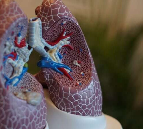 How blocking iron drives the lung immune system to control infection