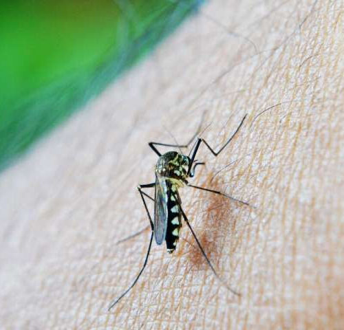 Malaria vaccine: Could this ‘ingredient’ be the secret to success?