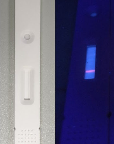 Sensitive 10 Minute Antibody Test for SARS-CoV-2 Developed