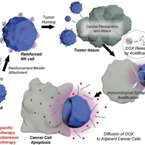 Assassin cells armed with anticancer drugs kill cancer masses