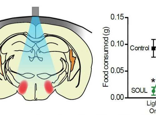 Implant-free optogenetics minimizes brain damage during neuronal stimulation