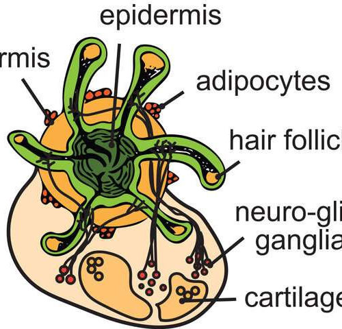 Hairy, lab-grown human skin cell model could advance hair loss research