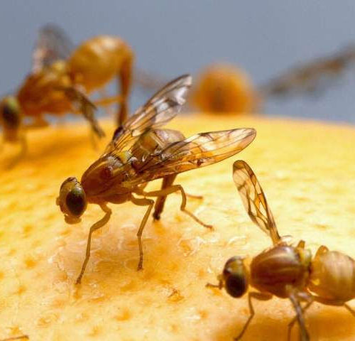 Fruit fly study reveals link between the gut and death by sleep deprivation