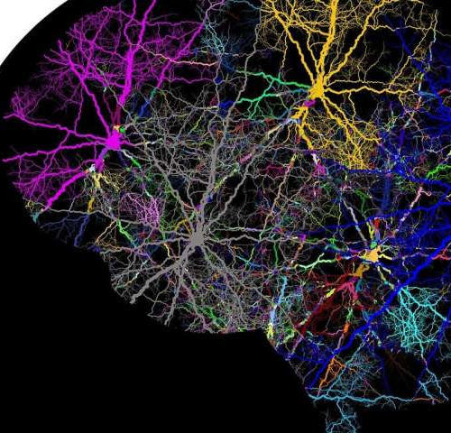 Study identifies pathways between memory and decisions
