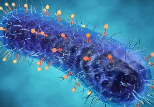 Bacterial predator could help reduce COVID-19 deaths