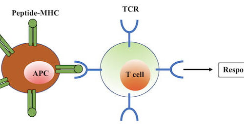‘Relaxed’ T cells critical to immune response