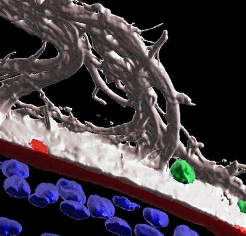 Eye injury sets immune cells on surveillance to protect the lens
