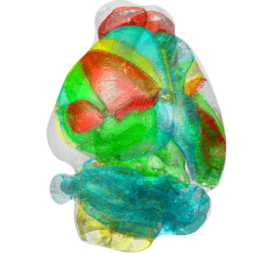 Unravelling complex brain networks with automated 3D neural mapping