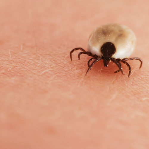 Synthetic tick-spit protein may save lives