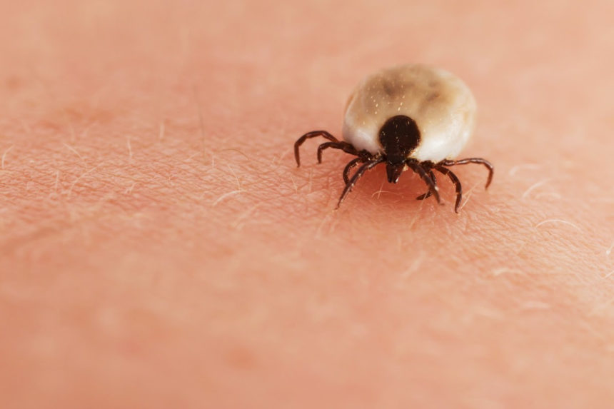 Synthetic tick-spit protein may save lives