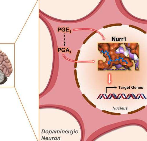 Molecular pair offers potential for Parkinson’s treatment, study finds