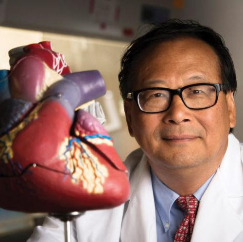 Slow release of two chemicals protects the heart after experimental heart attacks