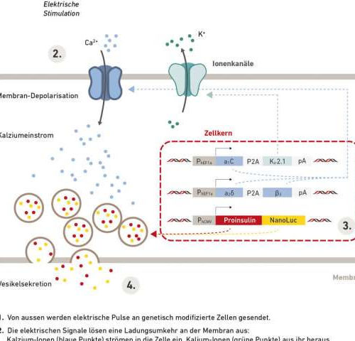 Using electrical stimulus to regulate genes