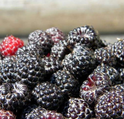In mouse study, black raspberries show promise for reducing skin inflammation