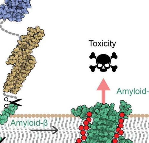 A new mechanism of toxicity in Alzheimer’s disease revealed by the 3-D structure of protein