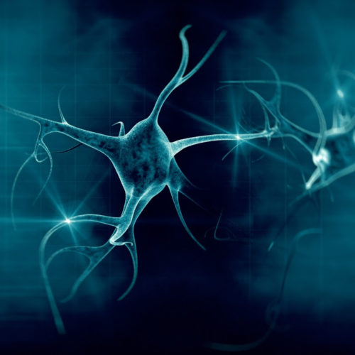 Yale captures first ever video of brain clearing out dead neurons