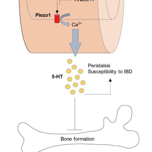 Gut Piezo1 regulates gut and bone homeostasis via RNA sensing.