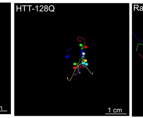 Study reveals intricate details about Huntington’s disease protein