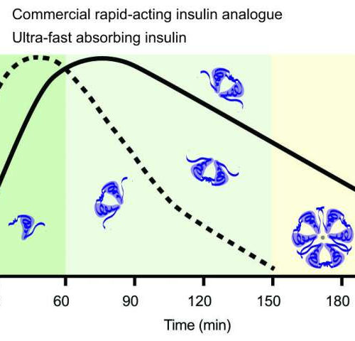 Researchers develop a new ultrafast insulin