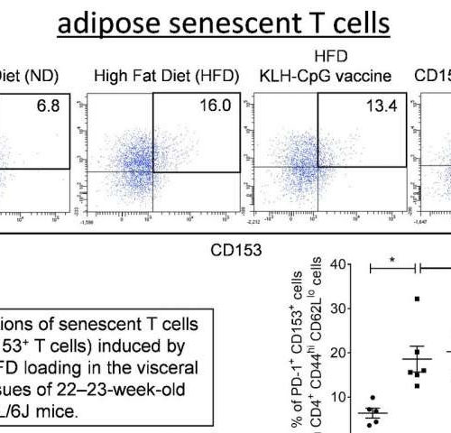 A vaccine targeting aged cells mitigates metabolic disorders in obese mice