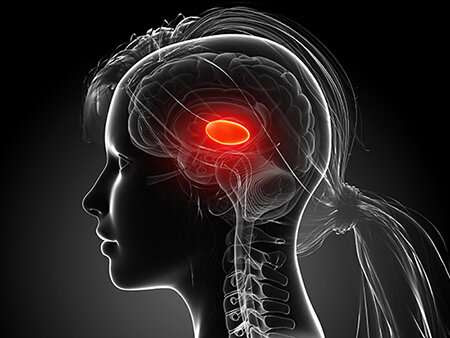 Two distinct circuits drive inhibition in the sensory thalamus of the brain, study finds