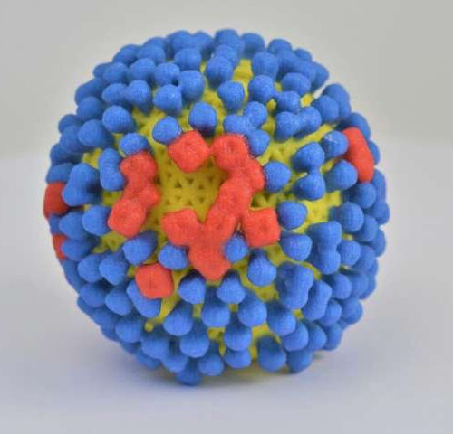 Fast-spreading mutation helps common flu subtype escape immune response