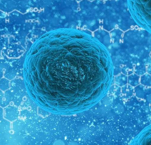 Fat cell hormone boosts potential of stem cell therapy