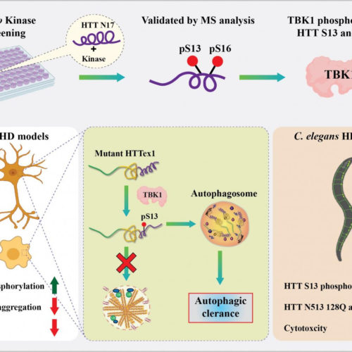 Discovery shows promise for treating Huntington’s Disease