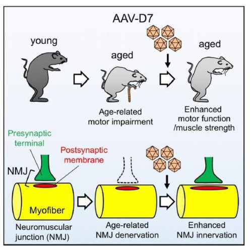 A new treatment concept for age-related decline in motor function