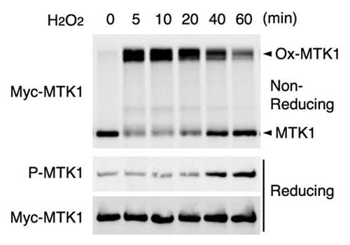 Identification of new “oxidative stress sensor” MTK1