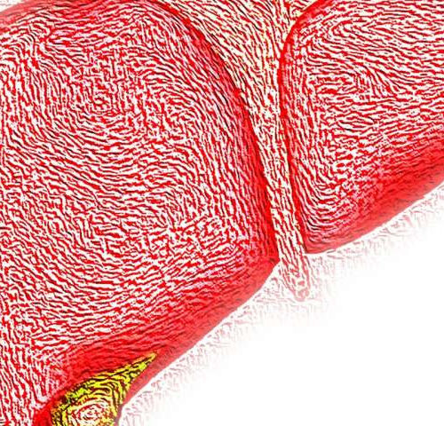 Experimental treatment confers benefits for the alleviation of nonalcoholic hepatic steatosis