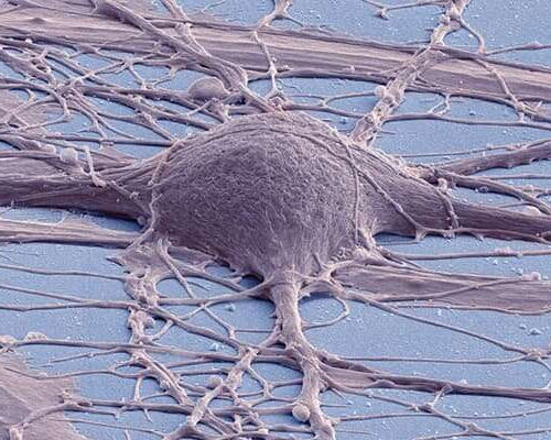 Implanted neural stem cell grafts show functionality in spinal cord injuries