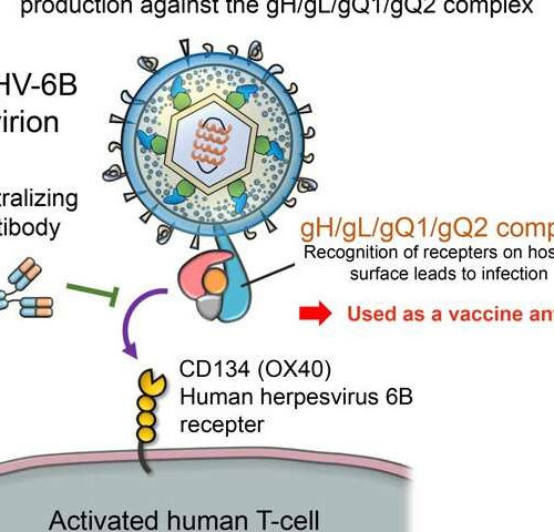 Vaccine developed for human herpesvirus 6B