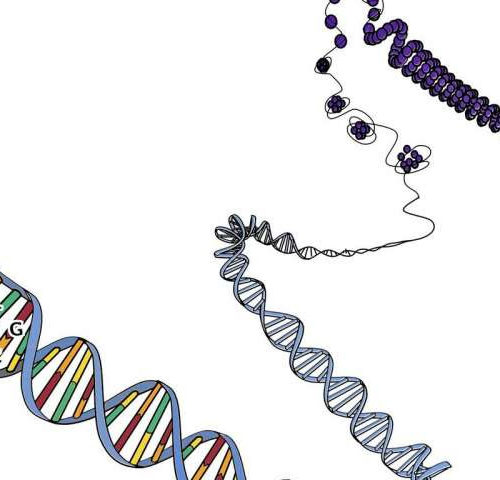 Scientists discover that a normal DNA repair process can become a major source of mutations in cancer