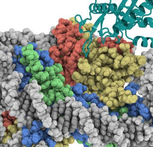 Researchers reveal safeguarding of key DNA sensor in innate immune system