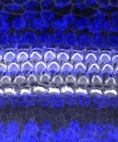 Researchers identify role of protein in development of new hearing hair cells