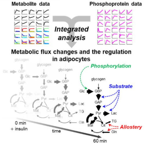 Regulators of metabolism, diabetes identified with new technique