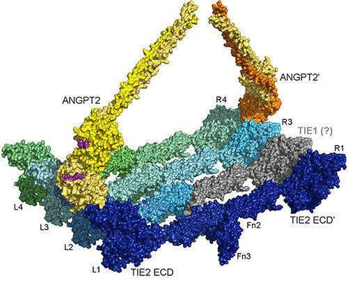 Re­search­ers dis­cover a novel gene in­volved in primary lymph­ed­ema