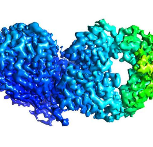 Antibodies protect against wide range of influenza B virus strains