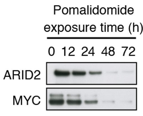 New Insights into How the Drug Pomalidomide Fights Cancer