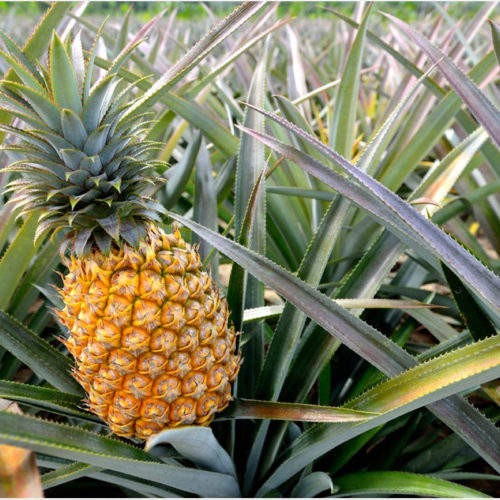 Could pineapples be a new weapon against COVID-19?