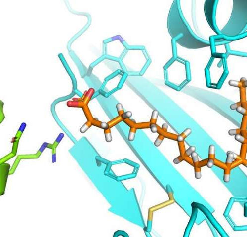 Discovery of a druggable pocket in the SARS-CoV-2 Spike protein could stop virus in its tracks