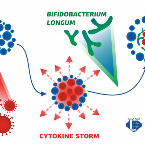 A bifidobacterial protein that can reduce inflammation in COVID-19 found by a RUDN geneticist